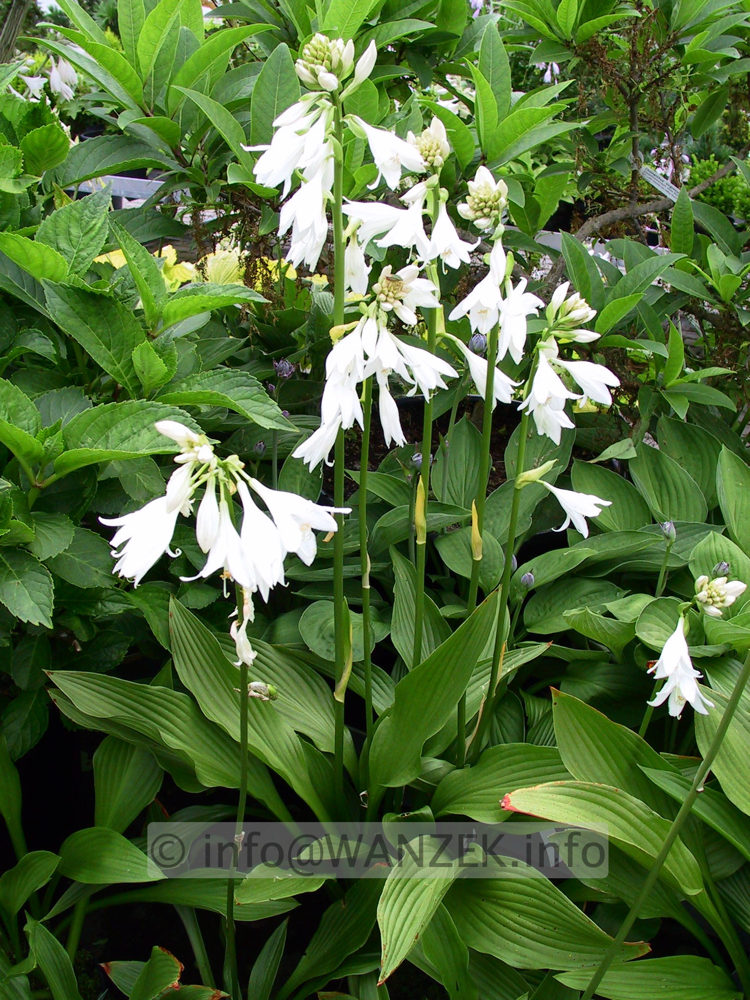 Hosta rectifolia Alba 01.jpg